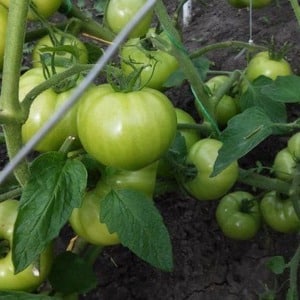 Coltiviamo il pomodoro Miracolo rosa F1 dalla semina al raccolto: recensioni degli agricoltori e raccomandazioni pratiche