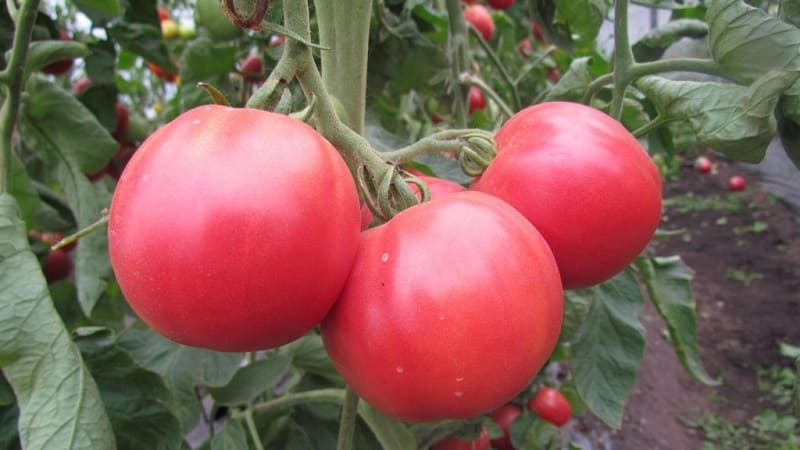 We grow tomato Pink miracle F1 from sowing to harvest: reviews from farmers and practical recommendations