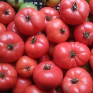 Kami menanam tomato Pink ajaib F1 dari menyemai hingga menuai: ulasan daripada petani dan cadangan praktikal