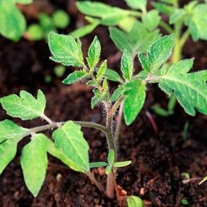 Kami menanam tomato Pink ajaib F1 dari menyemai hingga menuai: ulasan daripada petani dan cadangan praktikal