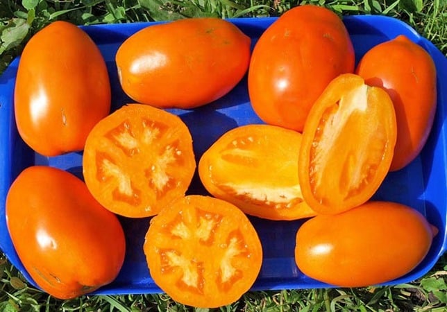 Variedade de tomates Koenigsberg: descrições de variedades e dicas para um cultivo eficaz