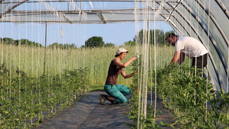 Sortiment an Königsberg-Tomaten: Sortenbeschreibungen und Tipps für einen effektiven Anbau