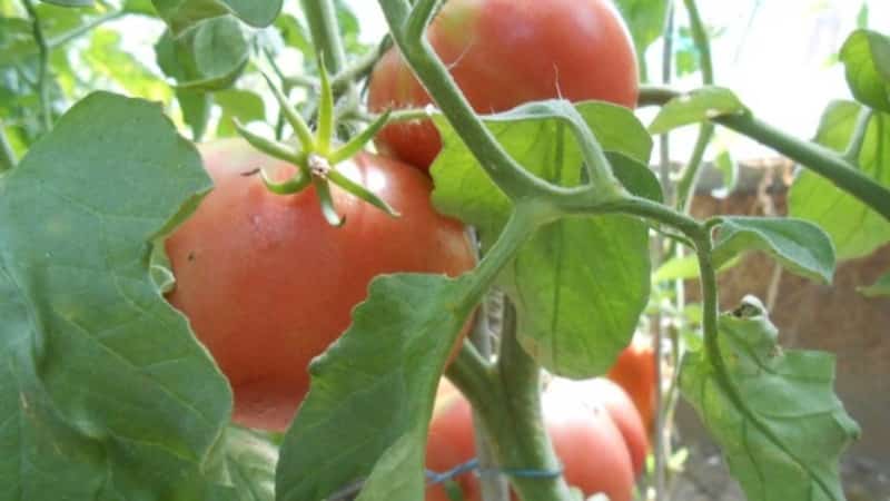 Ang isang mahusay na pagpipilian kahit para sa mga baguhan na hardinero ay ang Mashenka tomato at ang mga lihim ng pagpapalaki nito upang makakuha ng masaganang ani.