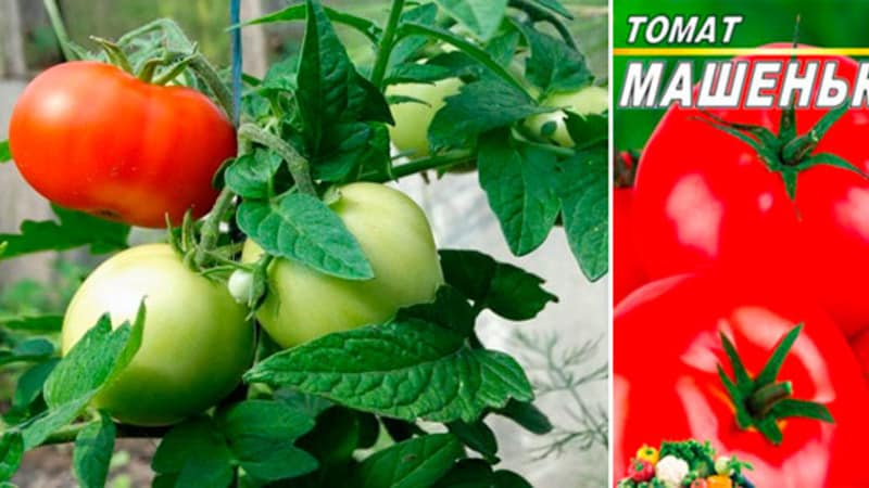 La tomate Mashenka et les secrets de sa culture pour obtenir une récolte riche sont un bon choix, même pour les jardiniers débutants.