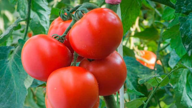 La tomate Mashenka et les secrets de sa culture pour obtenir une récolte riche sont un bon choix, même pour les jardiniers débutants.