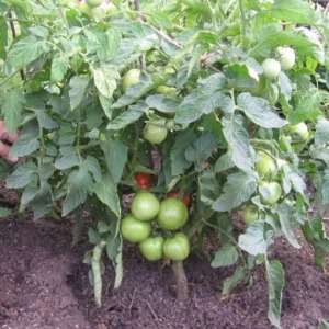 Tomato Em Champion: caractéristiques et description de la variété, avis de ceux qui ont planté des tomates et photos