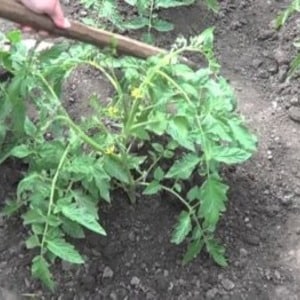 Tomato Em Champion: caractéristiques et description de la variété, avis de ceux qui ont planté des tomates et photos