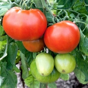 Tomato Em Champion: caractéristiques et description de la variété, avis de ceux qui ont planté des tomates et photos