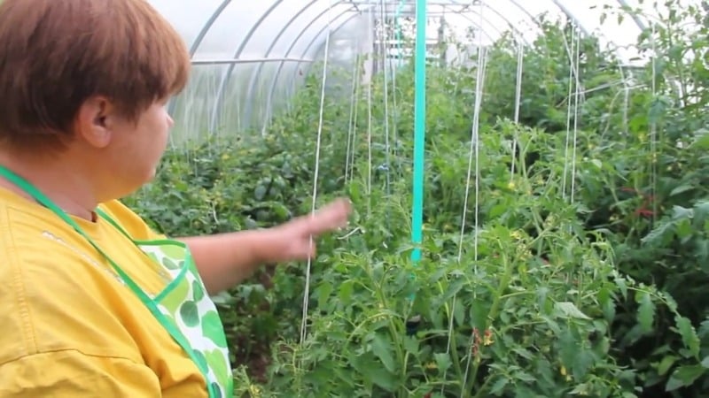 Una variedad extremadamente inusual de criadores siberianos: el tomate cangrejo japonés, que no dejará indiferente a nadie.