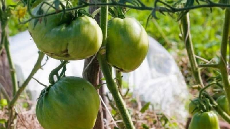 Varieti yang sangat luar biasa dari penternak Siberia - tomato ketam Jepun, yang tidak akan meninggalkan sesiapa yang tidak peduli