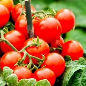 Una variedad popular y querida de tomates cherry agridulces: el tomate pincel japonés y sus beneficios