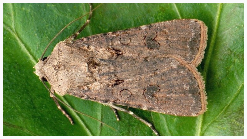 How to get rid of cutworms on tomatoes once and for all?