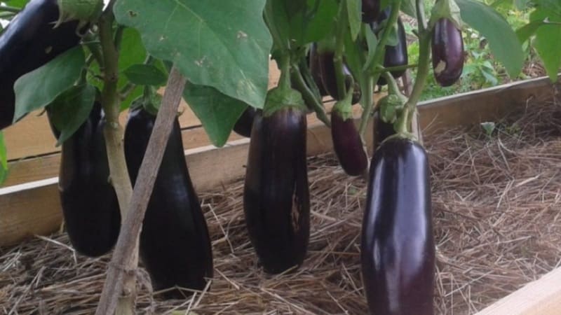 Hva er bra med Epic aubergine-sorten og hvorfor det er verdt å dyrke det