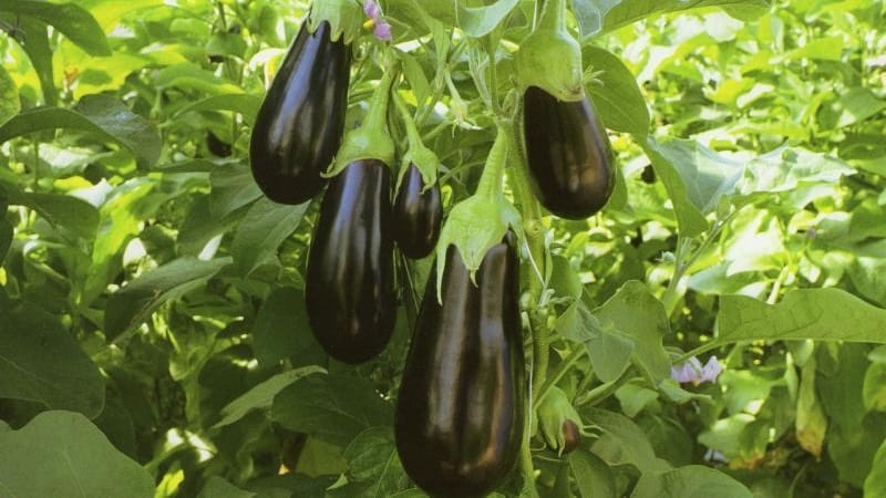 Hva er bra med Epic aubergine-sorten og hvorfor det er verdt å dyrke det