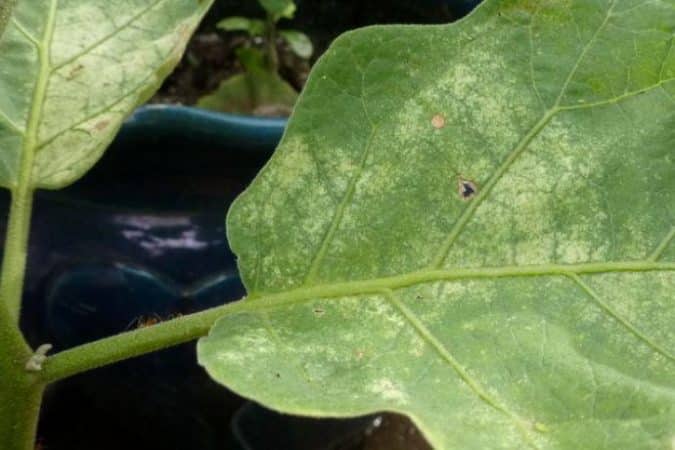 Gaano kapanganib ang mga spider mites sa mga talong at kung paano epektibong labanan ang mga ito