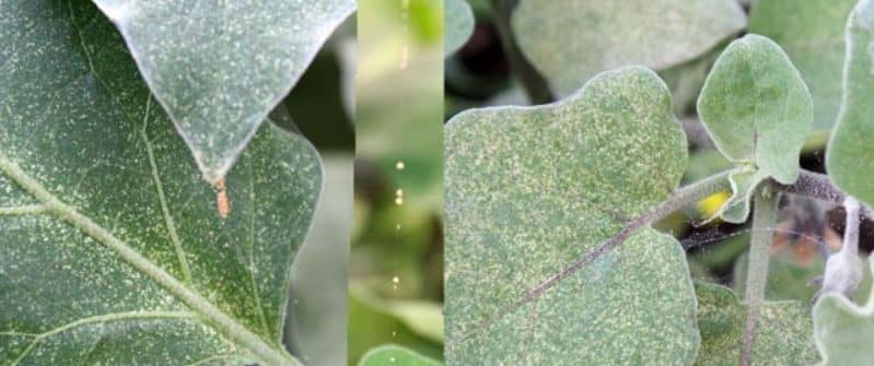 Gaano kapanganib ang mga spider mites sa mga talong at kung paano epektibong labanan ang mga ito