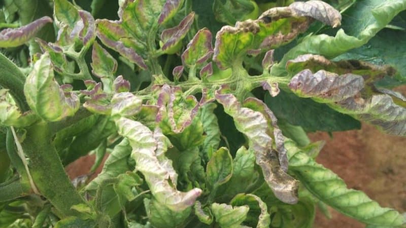 O que fazer se aparecerem manchas brancas nas folhas dos tomates na estufa