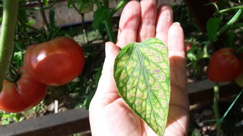 Què fer si apareixen taques blanques a les fulles dels tomàquets de l'hivernacle