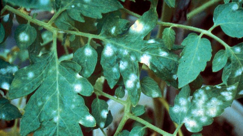 Cosa fare se compaiono macchie bianche sulle foglie dei pomodori nella serra