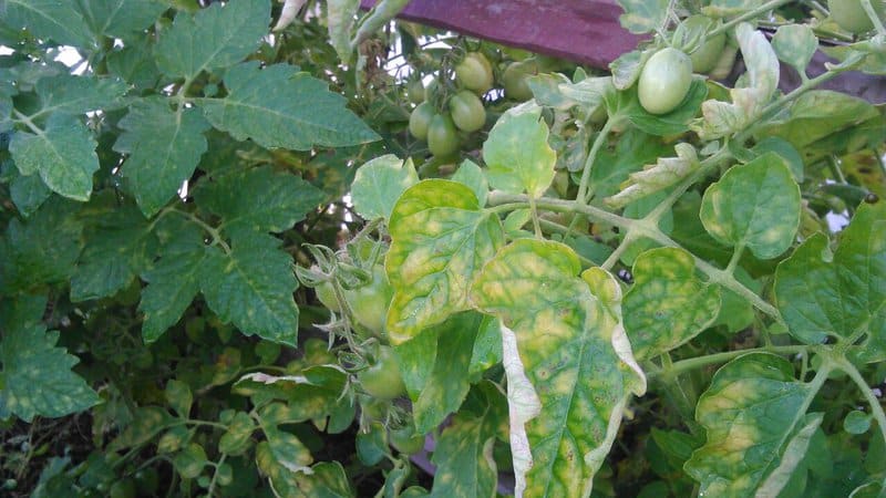 Vad ska man göra om vita fläckar visas på tomatbladen i växthuset