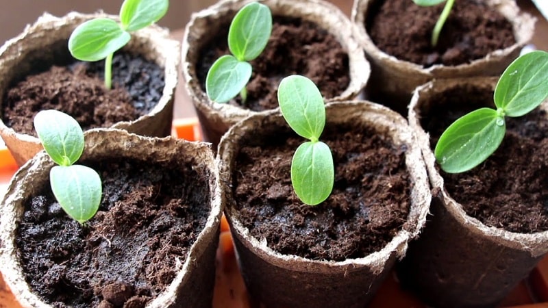 O que fazer se as mudas de pepino ficarem amarelas: eliminamos o problema e prevenimos sua ocorrência