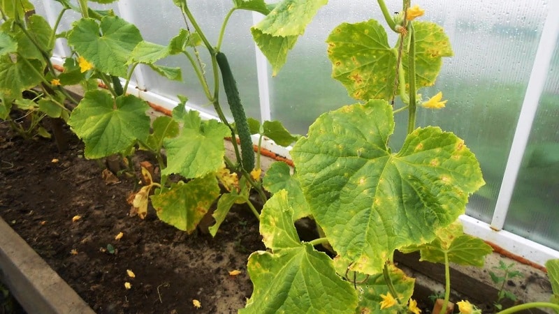 Que faire si les plants de concombre jaunissent : nous éliminons le problème et évitons son apparition