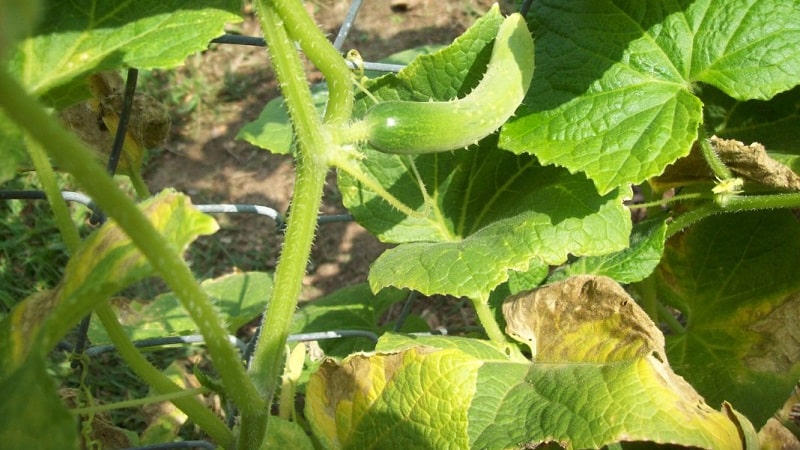 Que faire si les plants de concombre jaunissent : nous éliminons le problème et évitons son apparition