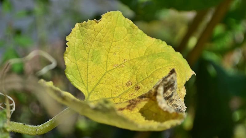 Que faire si les plants de concombre jaunissent : nous éliminons le problème et évitons son apparition