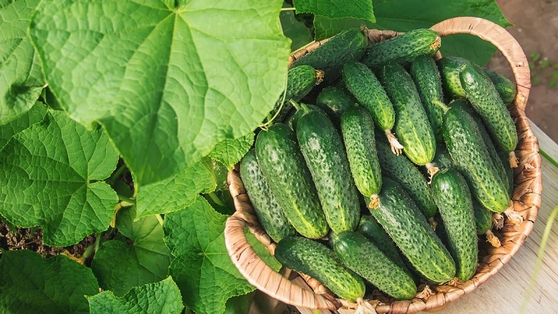 Que faire si les plants de concombre jaunissent : nous éliminons le problème et évitons son apparition