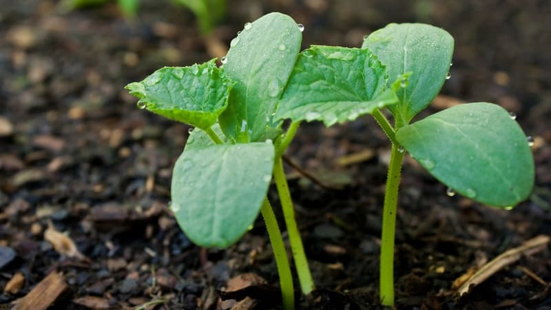 Que faire si les plants de concombre jaunissent : nous éliminons le problème et évitons son apparition