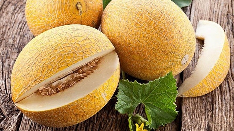 Il melone è una bacca, un frutto o una verdura