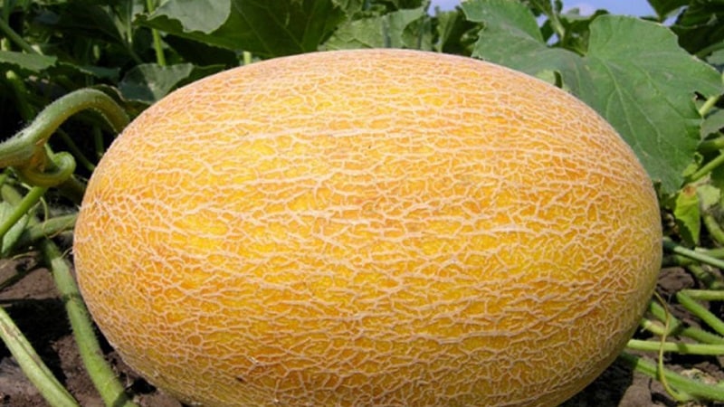 Il melone è una bacca, un frutto o una verdura