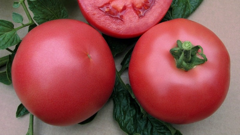 Variedad híbrida de criadores japoneses: tomate Pink Paradise F1