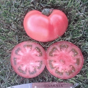 Varietà ibrida di allevatori giapponesi: pomodoro Pink Paradise F1