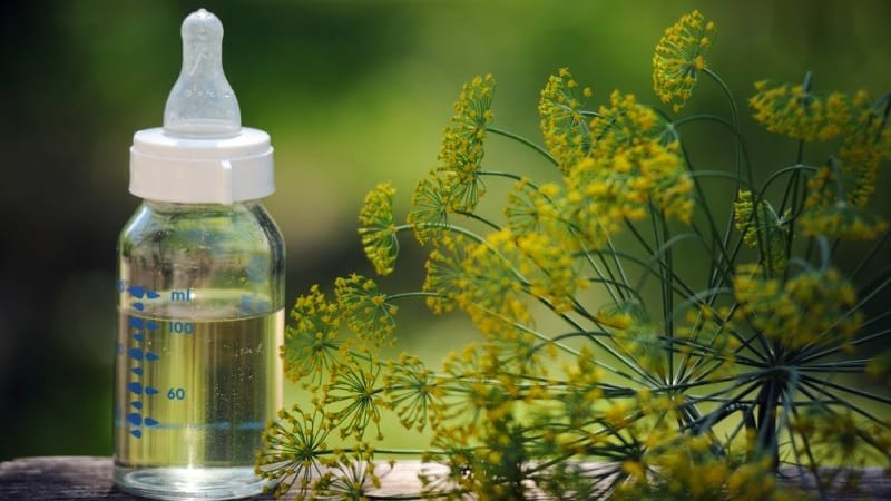 Instructions for young mothers: how to brew dill for newborns for colic and use it correctly