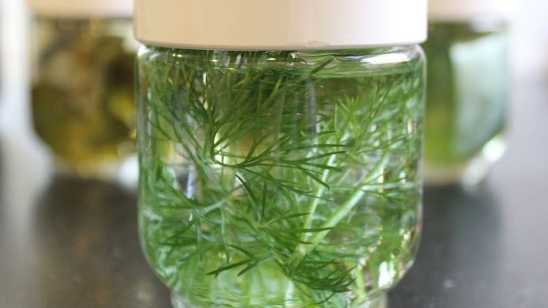 Instructions for young mothers: how to brew dill for newborns for colic and use it correctly