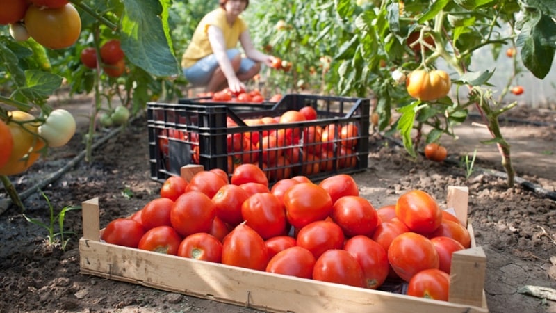 So erzielen Sie hohe Erträge aus roten Tomaten