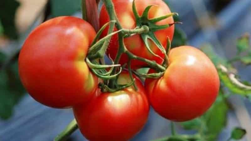 How to achieve high yields from red tomatoes