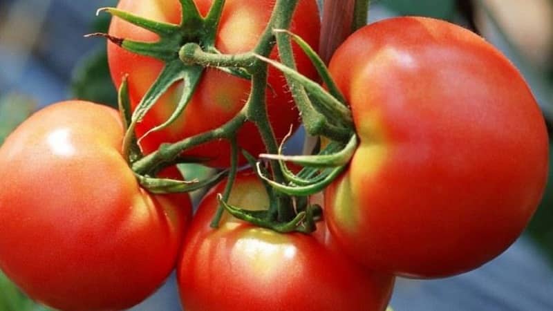 How to achieve high yields from red tomatoes