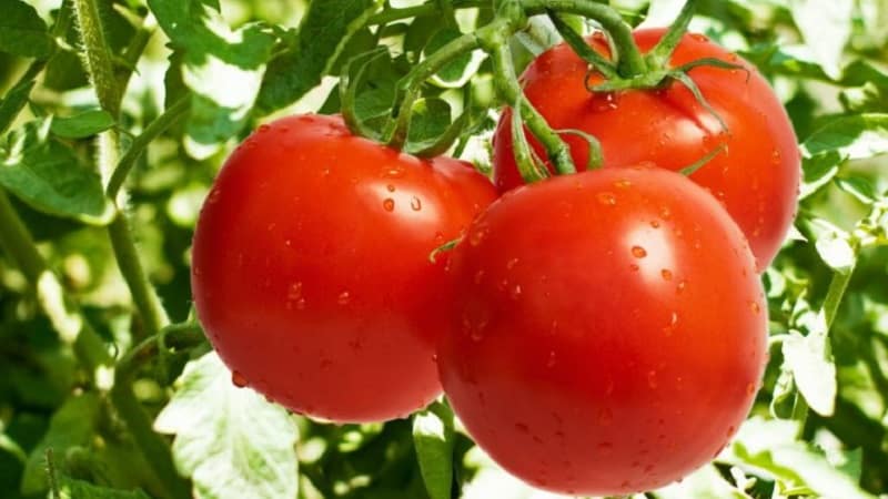 How to achieve high yields from red tomatoes