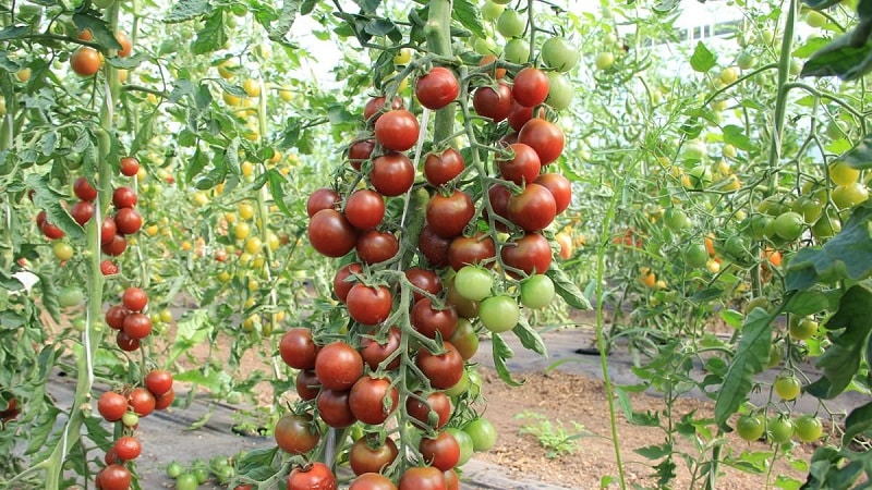 Com aconseguir alts rendiments amb tomàquets vermells