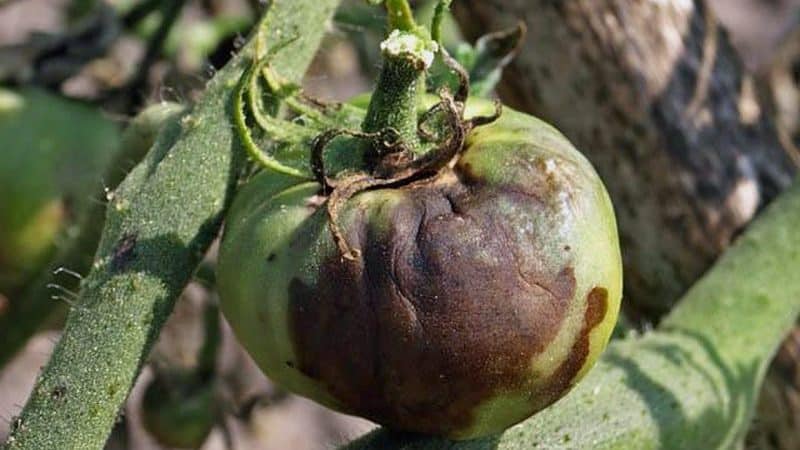 Comment et avec quoi traiter les tomates contre le mildiou en serre : une revue des meilleurs remèdes et méthodes traditionnelles efficaces