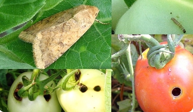 ¿Cómo deshacerse de los gusanos cortadores de los tomates de una vez por todas?