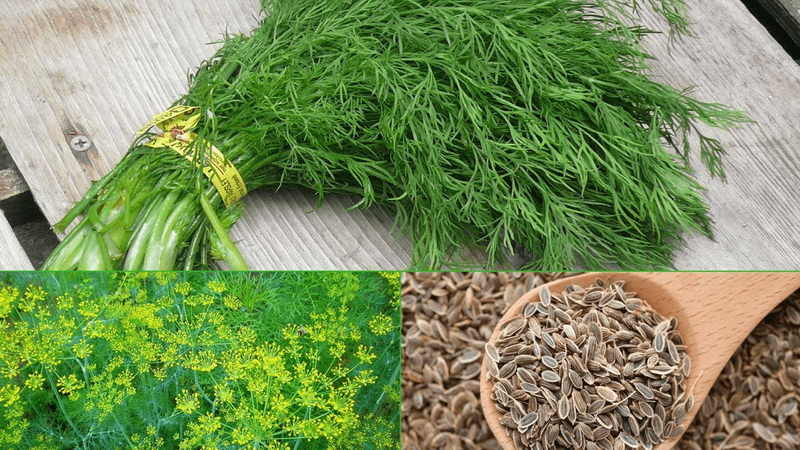 How to use dill seeds for pancreatitis and why they are useful