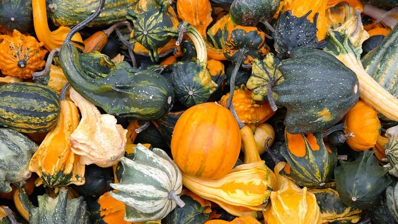 What a decorative pumpkin looks like: growing unusual fruits and creating works of art