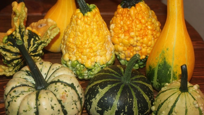 What a decorative pumpkin looks like: growing unusual fruits and creating works of art