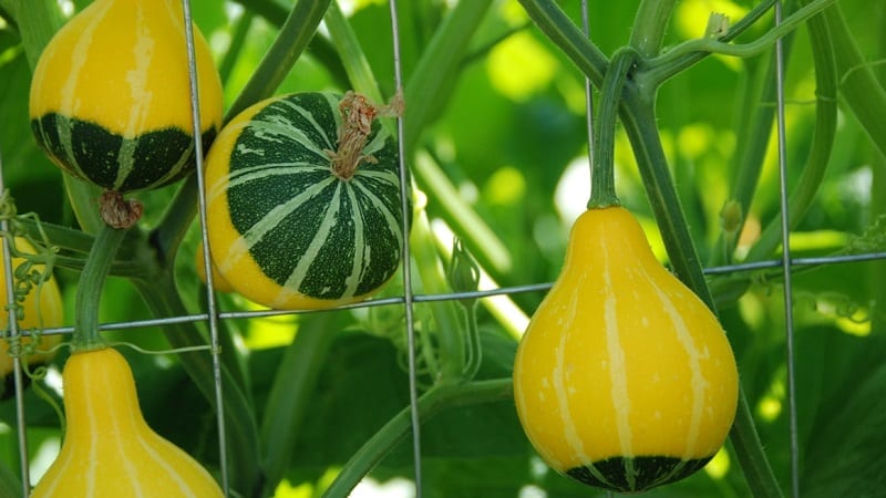 Seperti apa labu hiasan: menanam buah-buahan yang luar biasa dan mencipta karya seni