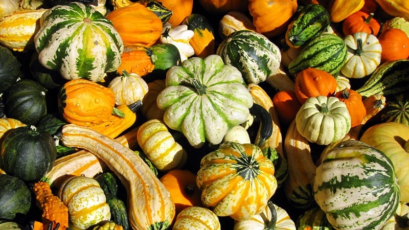 What a decorative pumpkin looks like: growing unusual fruits and creating works of art