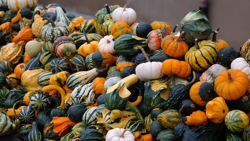 What a decorative pumpkin looks like: growing unusual fruits and creating works of art