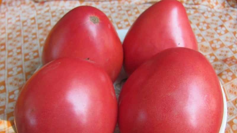 Como cultivar tomate Pudovik para maior rendimento